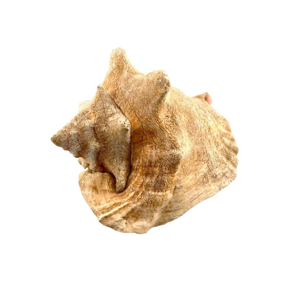 Natural Queen Pink Conch Shell 7” Nautical Beach Ocean Seashell Decor Textured